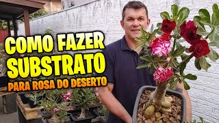 Como fazer substrato para ROSA DO DESERTO ser mais saudável e FLORIDA [upl. by Aenahs]