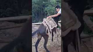 The process of installing the wood saddle for the horse [upl. by Leora]