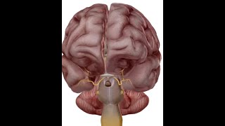 ANATOMIE FMPM LE NERF OCCULOMOTEUR III [upl. by Eittocs454]