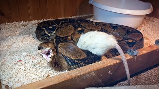 HUGE Feeding Boa Constrictor Xl Rat  WARNING GRAPHIC [upl. by Aserehtairam]