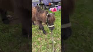 Chocolate the Shetland 🎉horse horseriding equestrain [upl. by Nossyla]