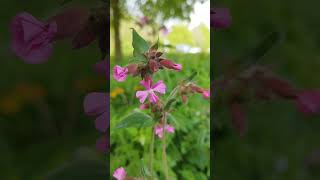 Rote Lichtnelke Silene dioica  Gartenexpedition shorts naturgarten gartenliebe [upl. by Acissej356]