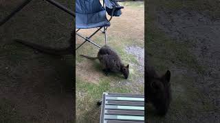 Pademelon  SouthWest National Park  Cockle Creek Tasmania [upl. by Aioj]