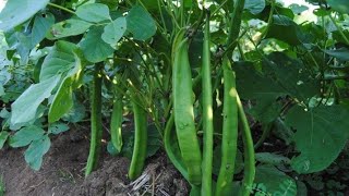 Sword beans  thamma kaya  chamma kaya  thamba kaya  chemma kaya  sword bean plant [upl. by Preiser]