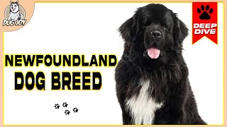 The Ultimate Newfoundland Dog Breed Guide Everything You Need to Know [upl. by Sheley]