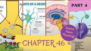 Chapter 46 guyton physiology Part 4 neurophysiology [upl. by Felizio]