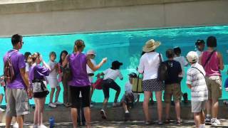 Lincoln Park Zoo the polar bears [upl. by Boehmer416]