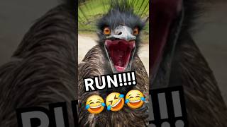 Ostrich attack 😂😂😂 FUNNIEST SHORT VIDEO September 2024 youtubeshort funnyvideo videoshort [upl. by Grekin]