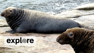 Gray Seal Mating [upl. by Caddaric578]