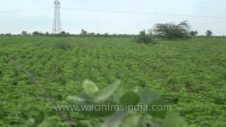 Green Moong ki Daal fields Florican nesting grounds [upl. by Attlee73]