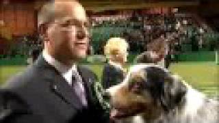 Crufts 2006 Best in Show Winner [upl. by Svend173]