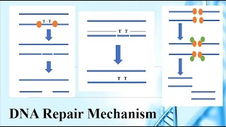 DNA repair mechanism in Urdu Part 2 [upl. by Guenna]