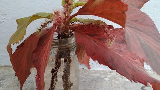 Propagation of Acalyphacopperleaf plant in water with result [upl. by Irek936]