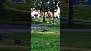 Gislaved Sweden 🇸🇪 ducks garden song music explore travel [upl. by Bertrando102]