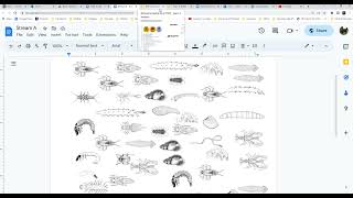 How to Do a Biotic Stream Index [upl. by Oinotna]