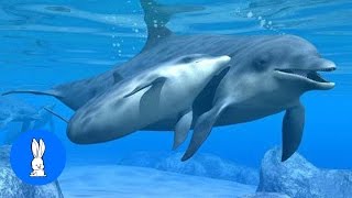 Wild Dolphins Swimming in HD Compilation [upl. by Niltak]