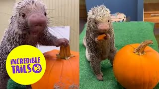 Adorable porcupine munches on a pumpkin 🎃 Sound on for this one  SWNS [upl. by Asirrak989]