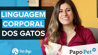 Entendendo Linguagem Corporal dos Gatos  Papo Pet por Pet Anjo [upl. by Ynnavoeg]