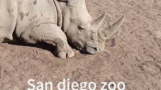 San diego zoo tour [upl. by Hamann]