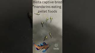 Biota captive bred Mandarin Fish eating easy pellet foods [upl. by Wachter]