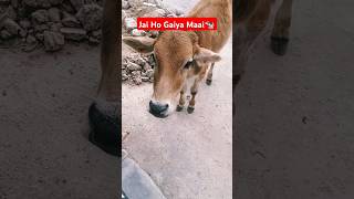 मेरी गया आती है मुझको दूध पिलाती है  Gaiya Wala 🐮  Ranjan Pandey  shorts gaay cattle cow yt [upl. by Isidora]