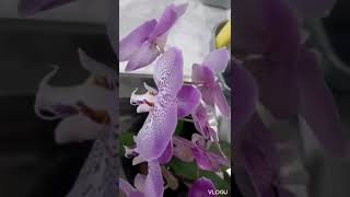 Orchids on pot [upl. by Weatherley569]