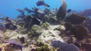 Diving Key Largo movie [upl. by Alderman235]