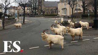 Goats take over empty Welsh town amid coronavirus lockdown [upl. by Cresa]