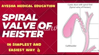 Spiral valve of heister  Extrahepatic biliary apparatus  ayeshamedicaleducation [upl. by Maida224]