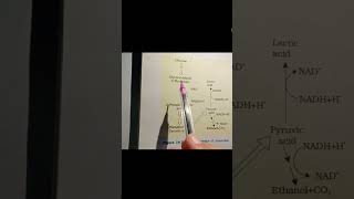 Anaerobic respiration pathway ncert [upl. by Elleynod]