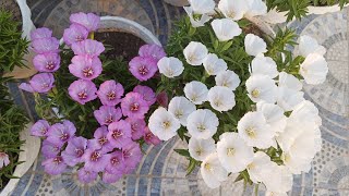 Most beautiful flower Godetia or Clarkia amoenaSatin flowerclarkiaamoenagodetia [upl. by Nesyt]