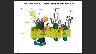 Fundamentals of Glycan Structure 1 [upl. by Airat]