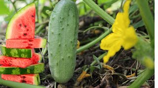 1 Ingredint And Cucumber Will Grow Madely DIY liquid Fertiliser For Garden Plants [upl. by Sherris]