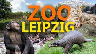 Zoo Leipzig  Der beste Zoo Deutschlands  ZooEindruck [upl. by Ecnadnac]