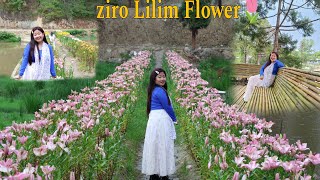 Ziro Lilium Flower Aqua Park  Trending Place  After a long day Garh ka Khana  Asiatic Flower [upl. by Averill]