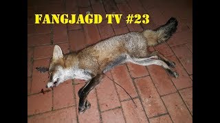 Fuchs und Marder in den Fallen  Fallenjagd Alltag von Fangjagd TV [upl. by Hux]