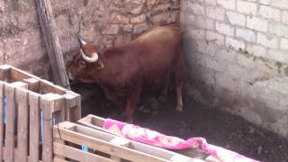 JALADA DE TOROS HUANCAVELICA SANTA ANA 2017 YAWAR MAYO quotEL COLORADOquot [upl. by Bertle]