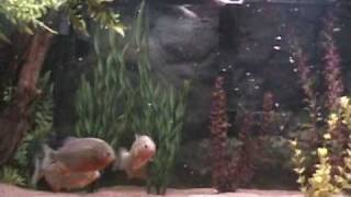 Best Video Ever Red Belly Piranha Chomps Mouse [upl. by Moss]