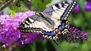 Butterflies and Flowers  1 Hour Nature Meditation with Soothing Music [upl. by Drucy]