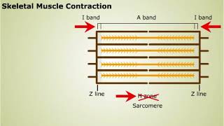 Contraction of Skeletal Muscle [upl. by Rydder564]