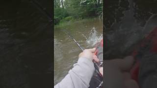 Pike Catch shorts fishing jump agressive pike angling kayakfishing exciting fish fun [upl. by Bourque]