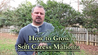 How to grow Soft Caress Mahonia Evergreen Shade Shrub with Yellow Flowers [upl. by Anohs]