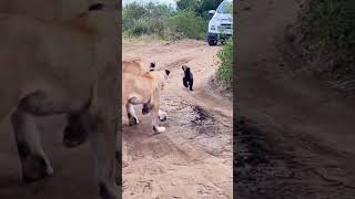 dont mess with badgers krugersightings lion kruger krugernationalpark animals [upl. by Shir]