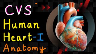 Human Heart  Part 01 Anatomy  Cardiovascular System  CVS Anatomy [upl. by Gibbon511]