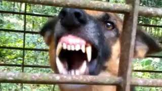 Vicious dog barking fiercely and loudly [upl. by Keegan]