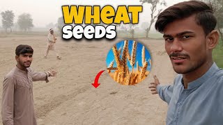 Wheat 🌾 seeds 😜 Vlog  Sehran Saqi [upl. by Nilek]