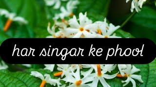 Harsingar phool ki benefits night jesminparijat [upl. by Ecyor850]