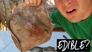 CATCH AND COOK STINGRAY  HOW TO CATCH CLEAN AND COOK STINGRAY [upl. by Gui]