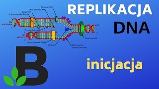 INICJACJA replikacji DNA  genetyka  KOREPETYCJE z BIOLOGII  204 [upl. by Alejandrina]