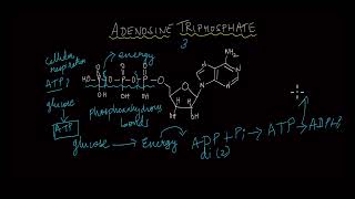 The Role of ATP  Respiration  Life Sciences  Khan Academy [upl. by Minabe]